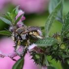 Wollbiene bei schlechtem Wetter