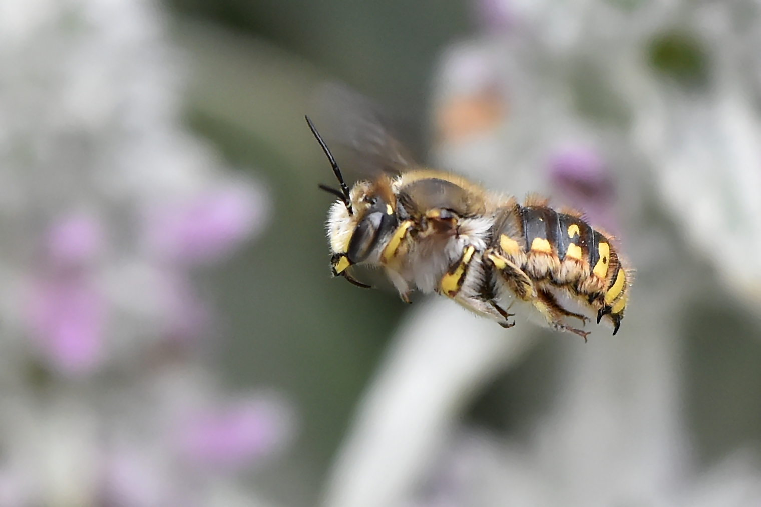 Wollbiene Flugstudie