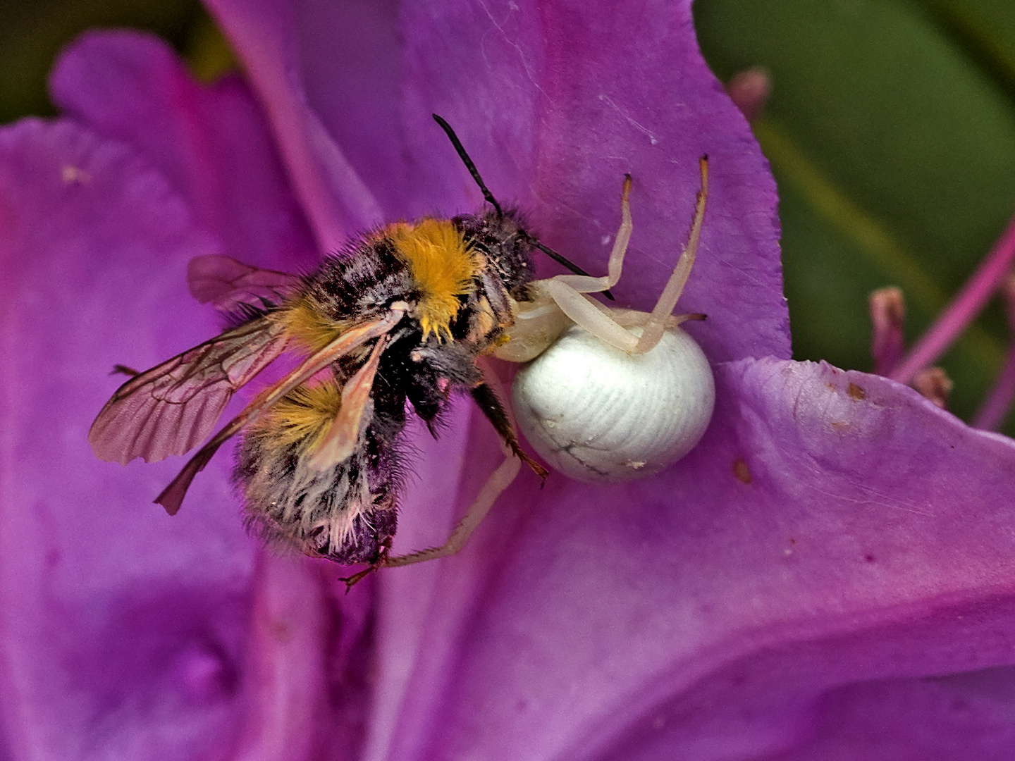 Wollbiene und weisse Spinne