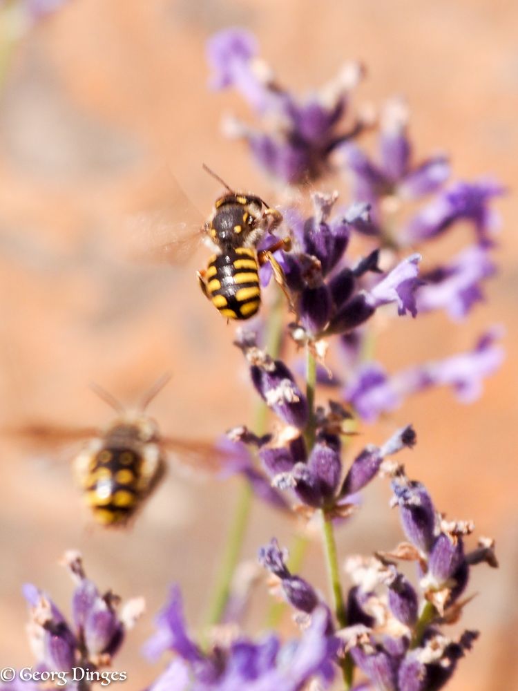 Wollbienen vor der Paarung