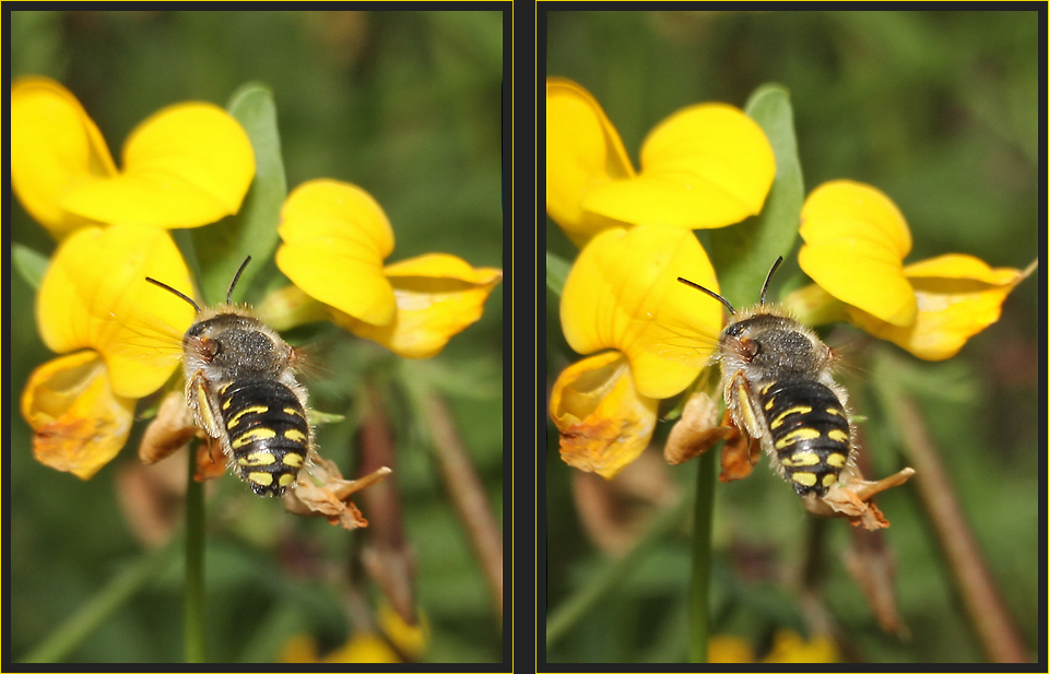 Wollbienenflug [3D]