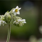 Wollblütiger Nachtschatten (Solanum mauritianum)