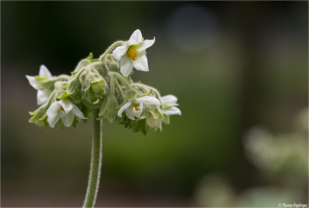 Wollblütiger Nachtschatten (Solanum mauritianum)