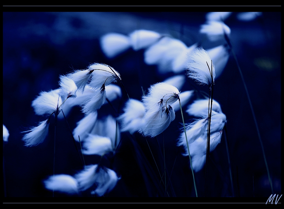 Wollblumen in Blau