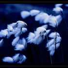 Wollblumen in Blau