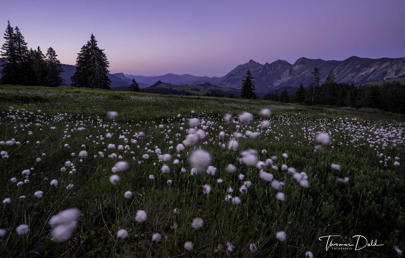 Wollblumen zur blauen Stunde