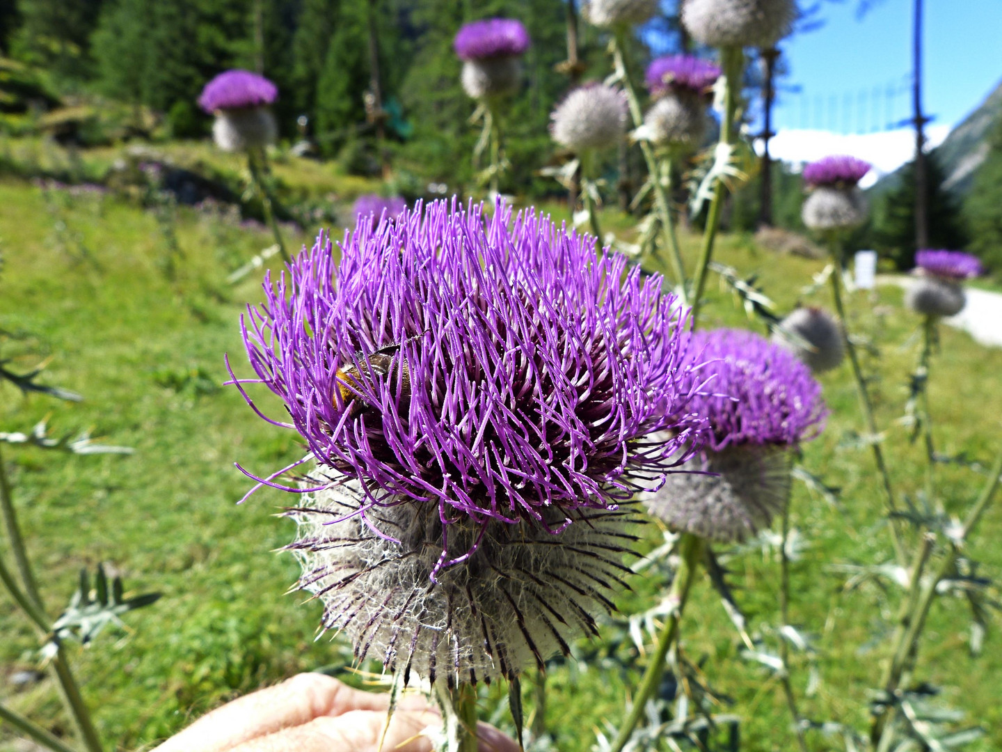 Wolldistel