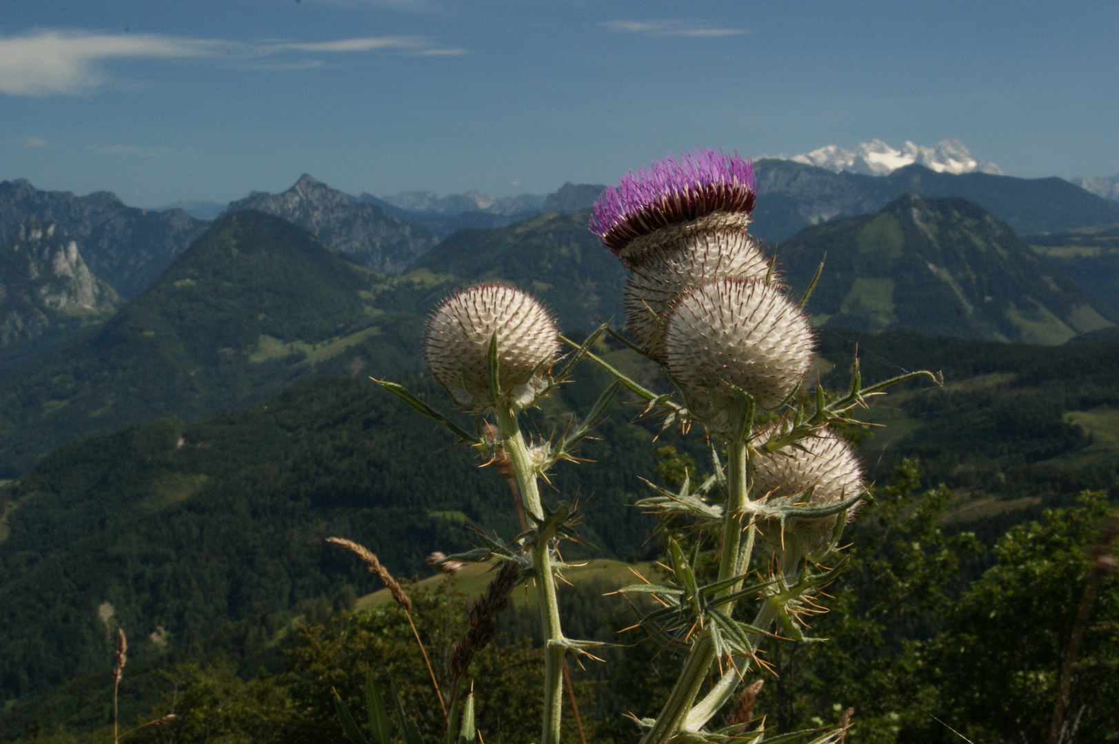 Wolldistel am Zwölferhorn