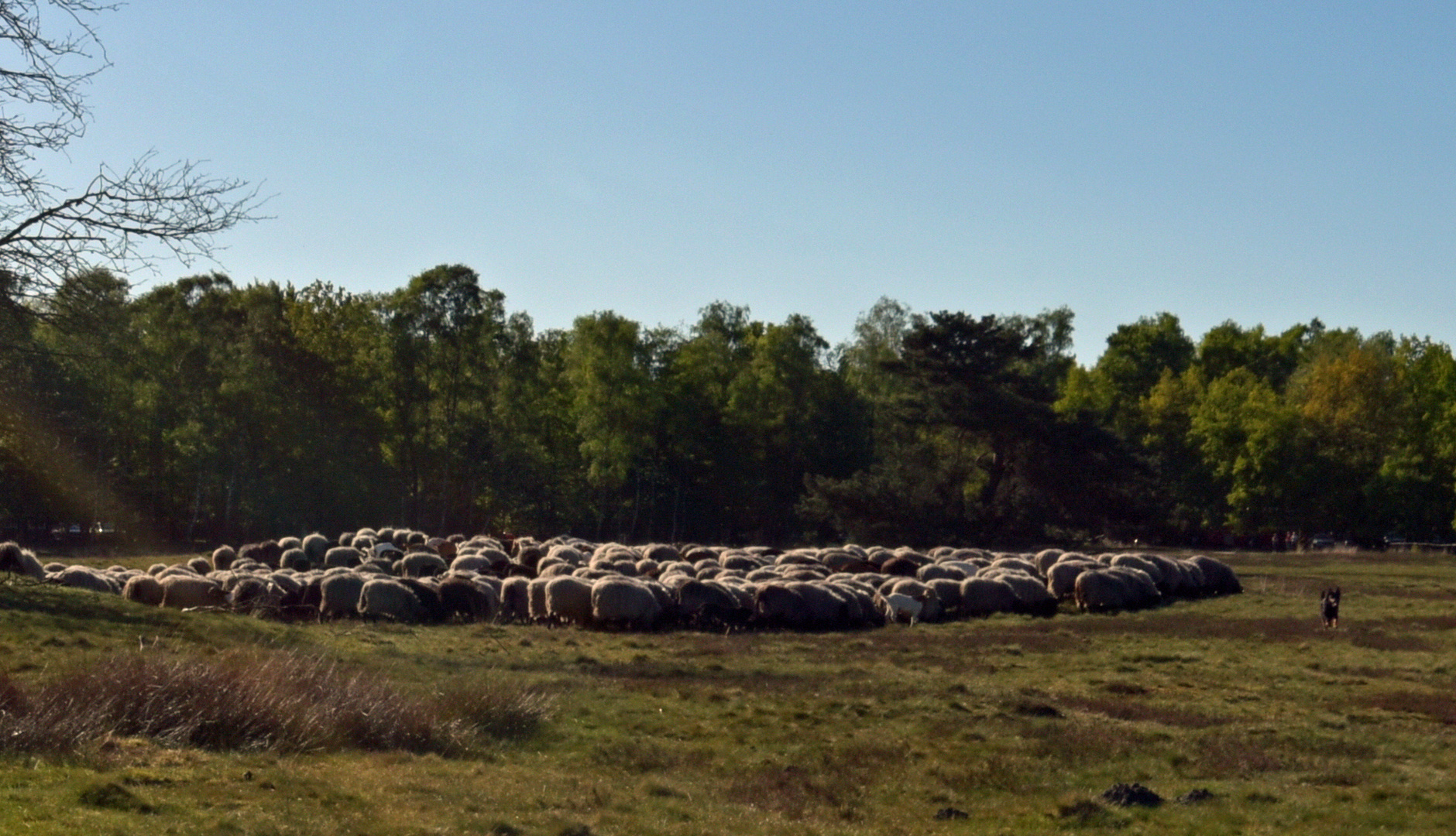 Wolle im Ur- Zustand