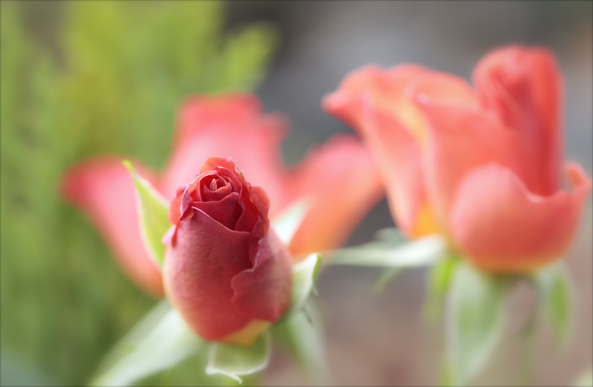 wolle rosen günstig gucken ... ? ...