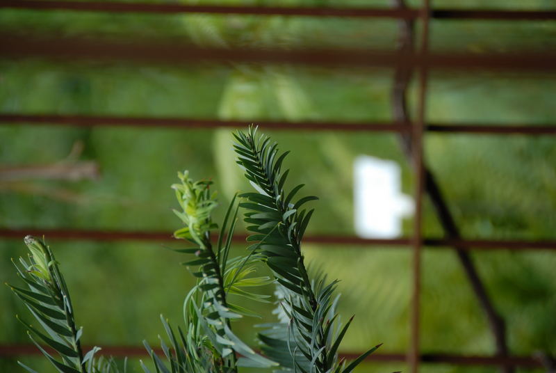 Wollemia nobilis, Urweltpflanze, Botanischer Garten Meran