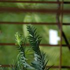 Wollemia nobilis, Urweltpflanze, Botanischer Garten Meran