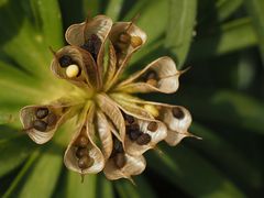 Wollen erst "Blümchen" werden....