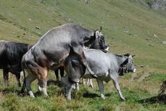 "Wollen wir ein wenig Bockspringen üben?"