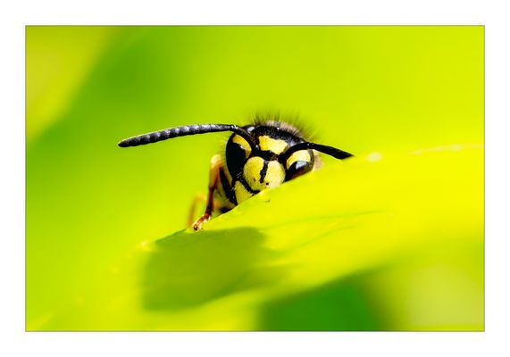 Wollen wir Verstecken spielen?