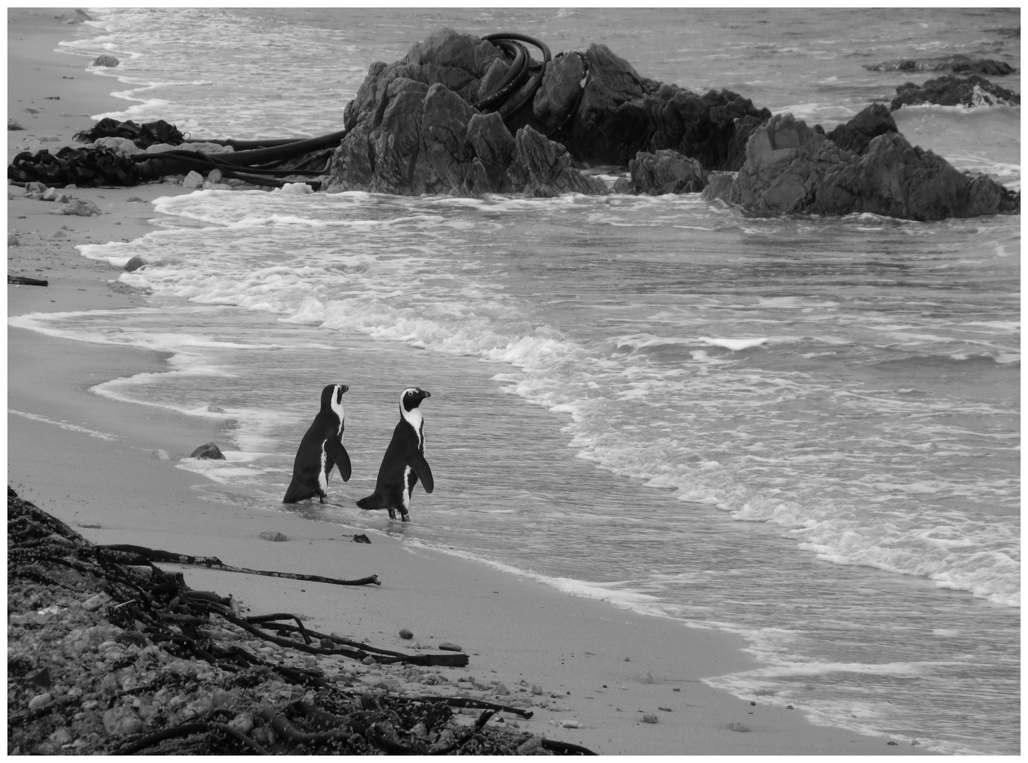 Wollen wir zusammen zum Südpol schwimmen?