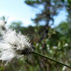 Wollgeas auf Nordischer Hochebenne