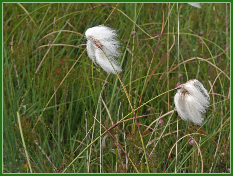 Wollgras 1 (Eriophorum angustifolium)