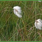 Wollgras 1 (Eriophorum angustifolium)