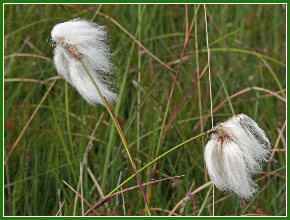 Wollgras 2 (Eriophorum angustifolium)