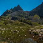 Wollgras am Bergsee