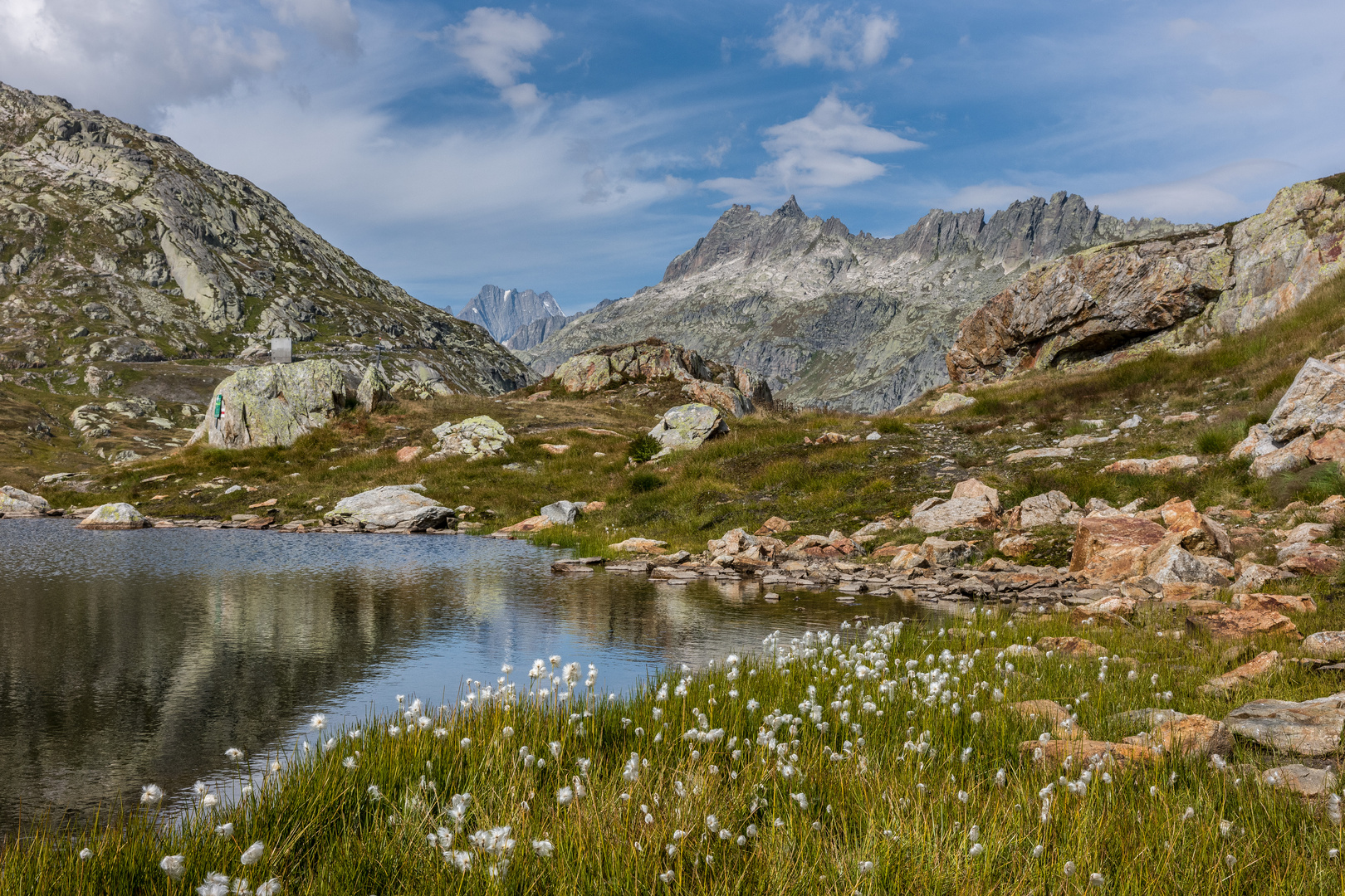 Wollgras am Grimselpass