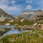 Wollgras am Grimselpass