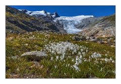 Wollgras am Großvenediger Gletscher