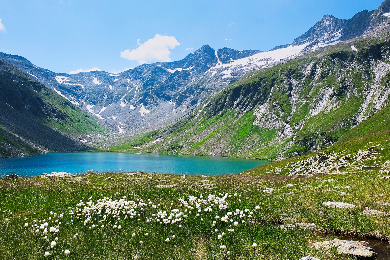 Wollgras am Kratzenbergsee