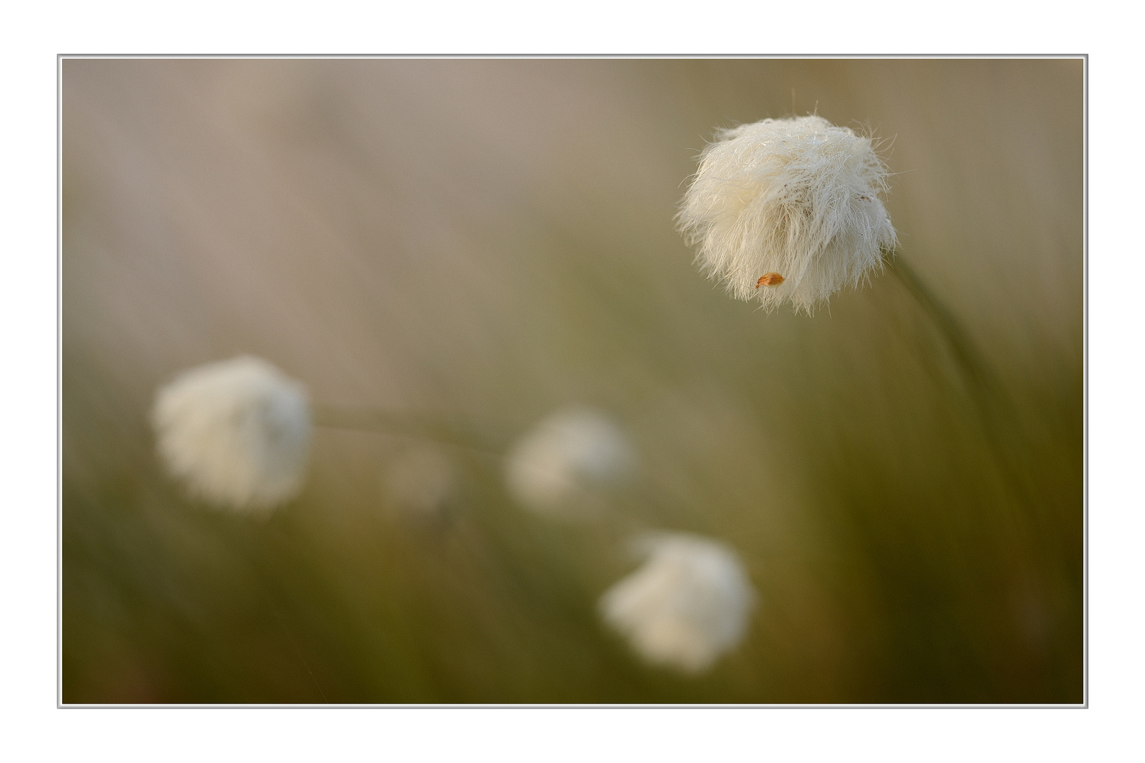 Wollgras am Morgen (THEMENTAG: Mittwochsblümchen)