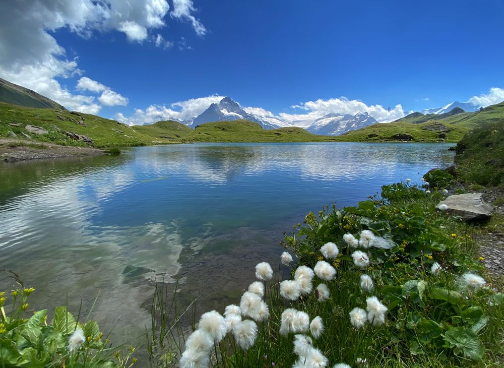 Wollgras am See