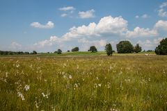 Wollgras am Staffelsee