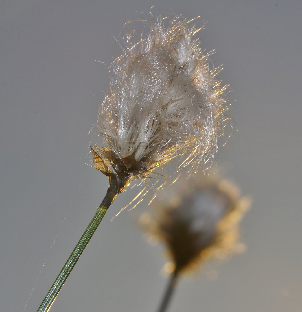 Wollgras - Eriophorum 