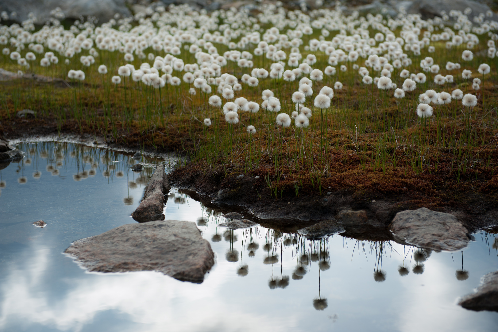 Wollgras - Eriophorum