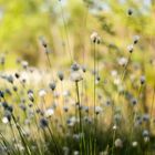 Wollgras (Eriophorum)