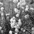 Wollgras - Eriophorum angustifolium