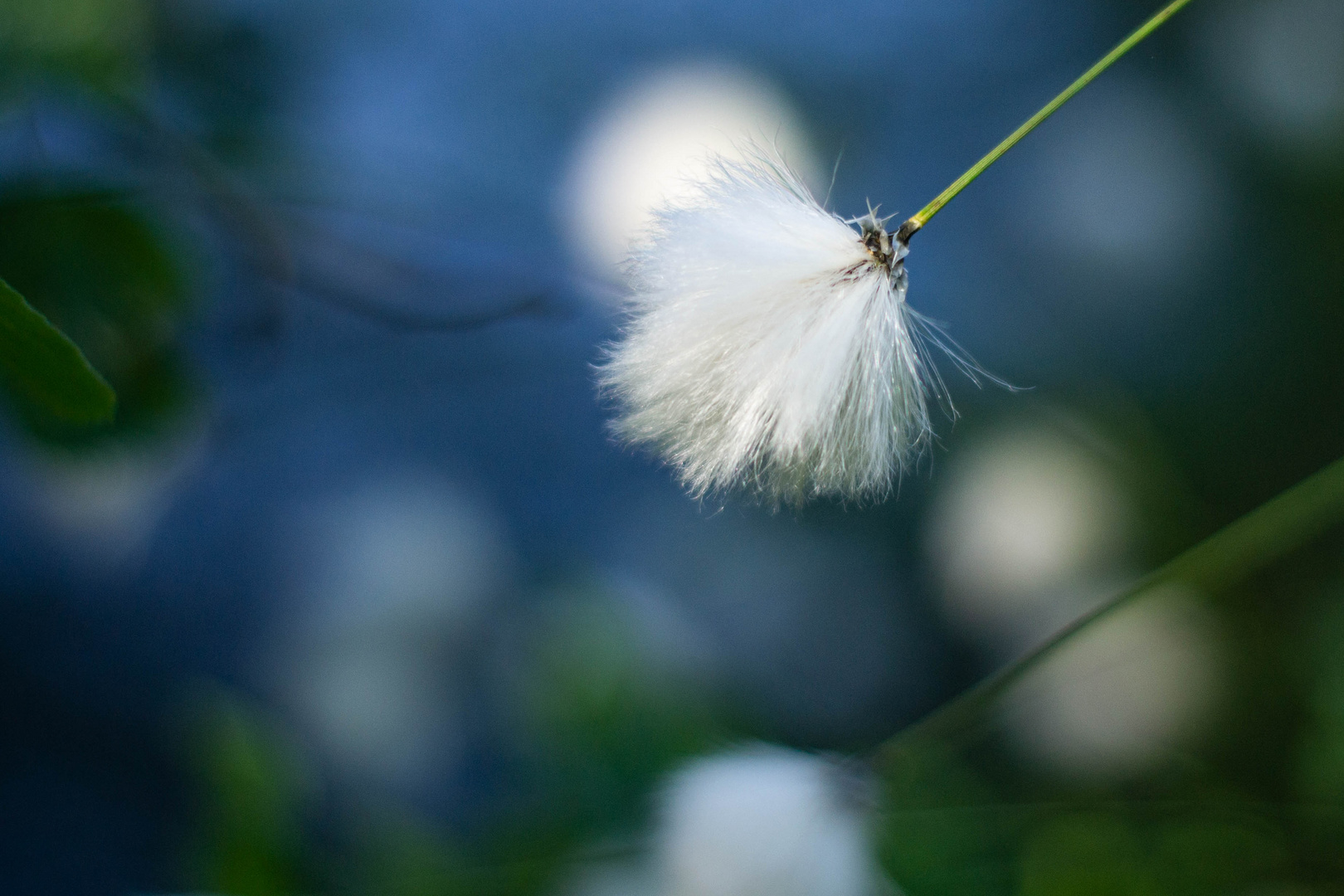 Wollgras (Eriophorum) 