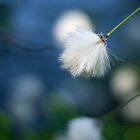 Wollgras (Eriophorum) 