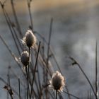 Wollgras im Abendlicht