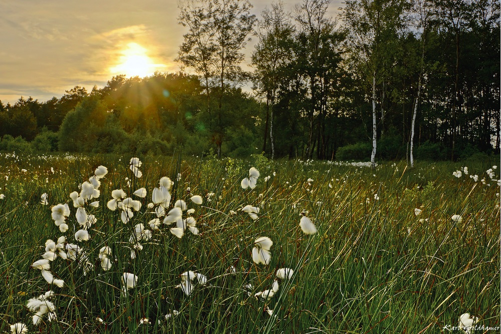 Wollgras im Duvenstedter Moor