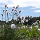 Wollgras im Georgenfelder-Moor - Zinnwald