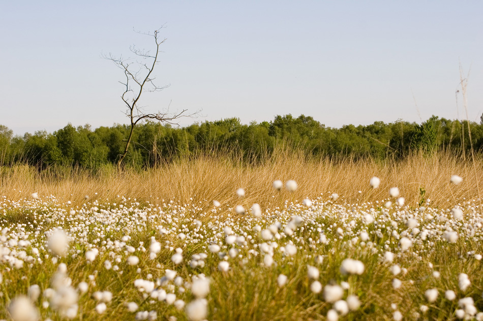 Wollgras im Hochmoor