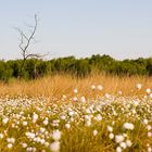 Wollgras im Hochmoor