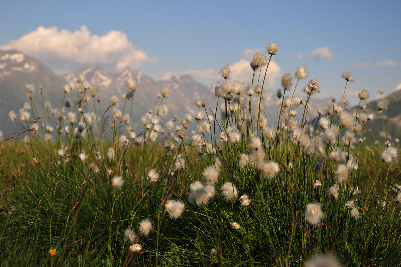 Wollgras im Hochmoor