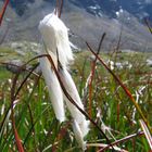 Wollgras im Hochmoos Neue Regensburger Hütte Stubaital