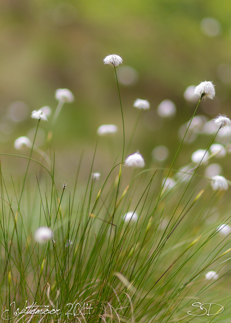 Wollgras im Huder Wittemoor