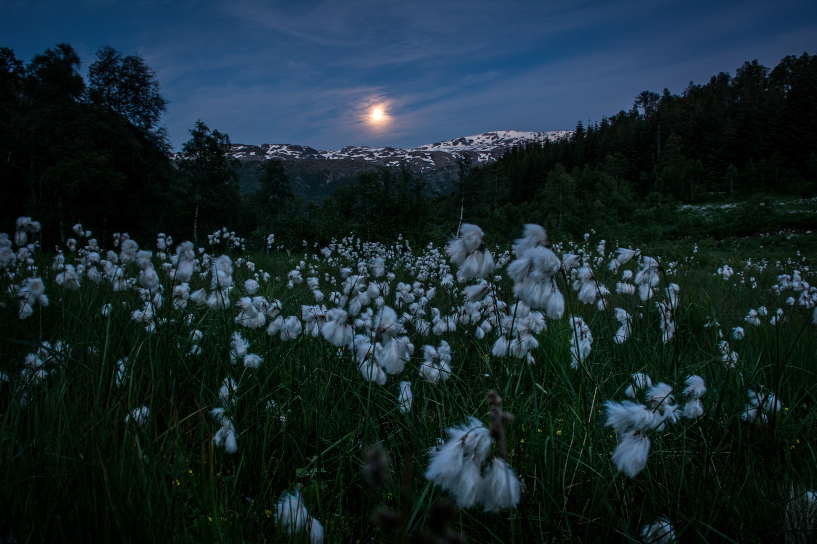 Wollgras im Mondschein