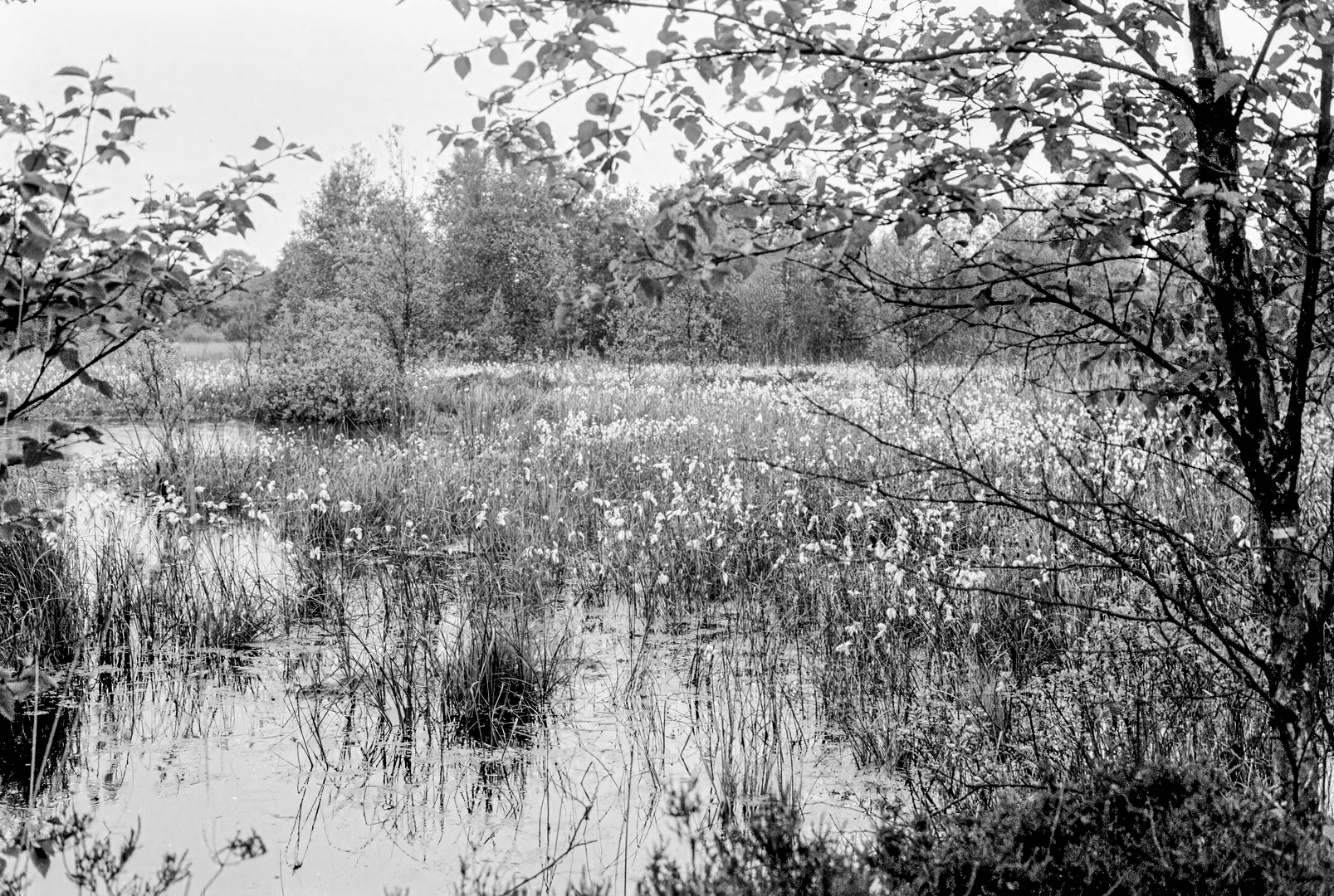 Wollgras im Moor