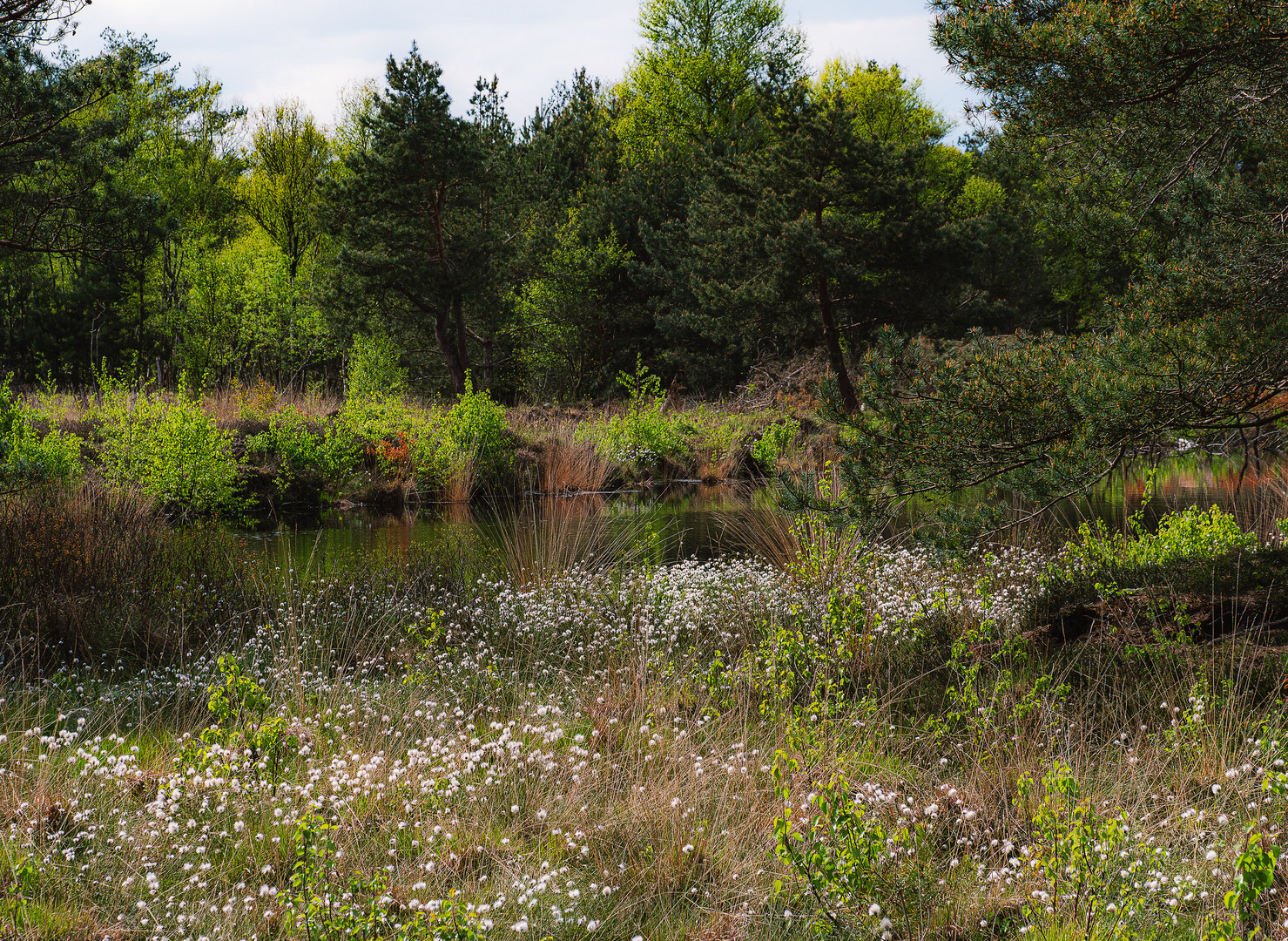 Wollgras im Moor