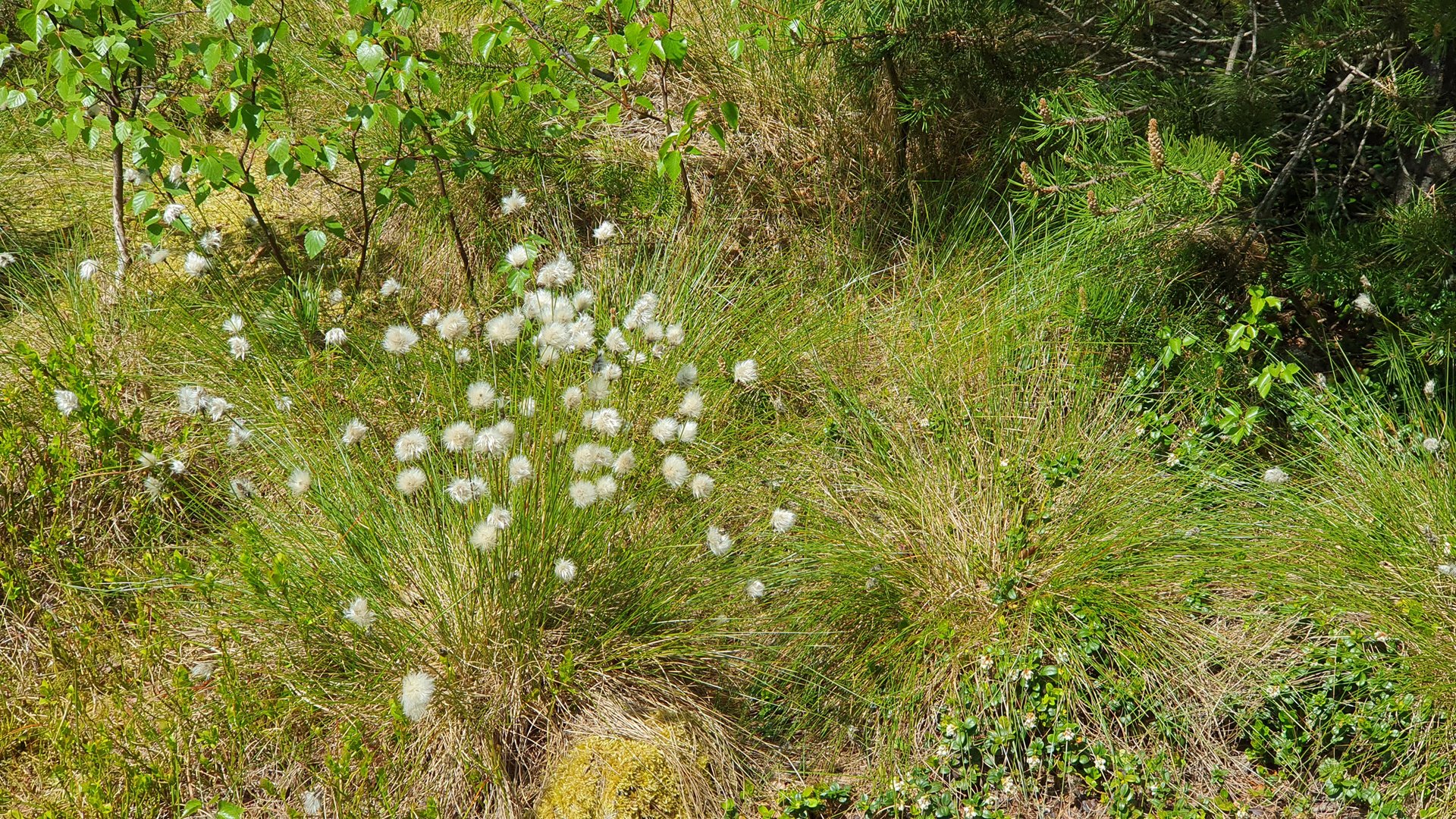 Wollgras im Moor